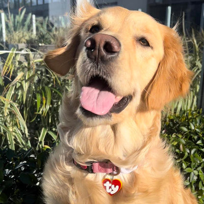 Heart Shaped Dog Tag